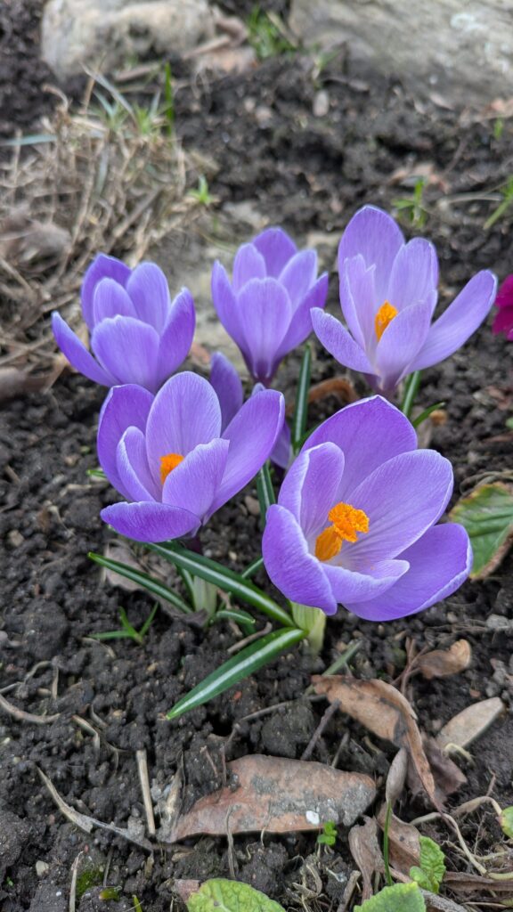 Krokus