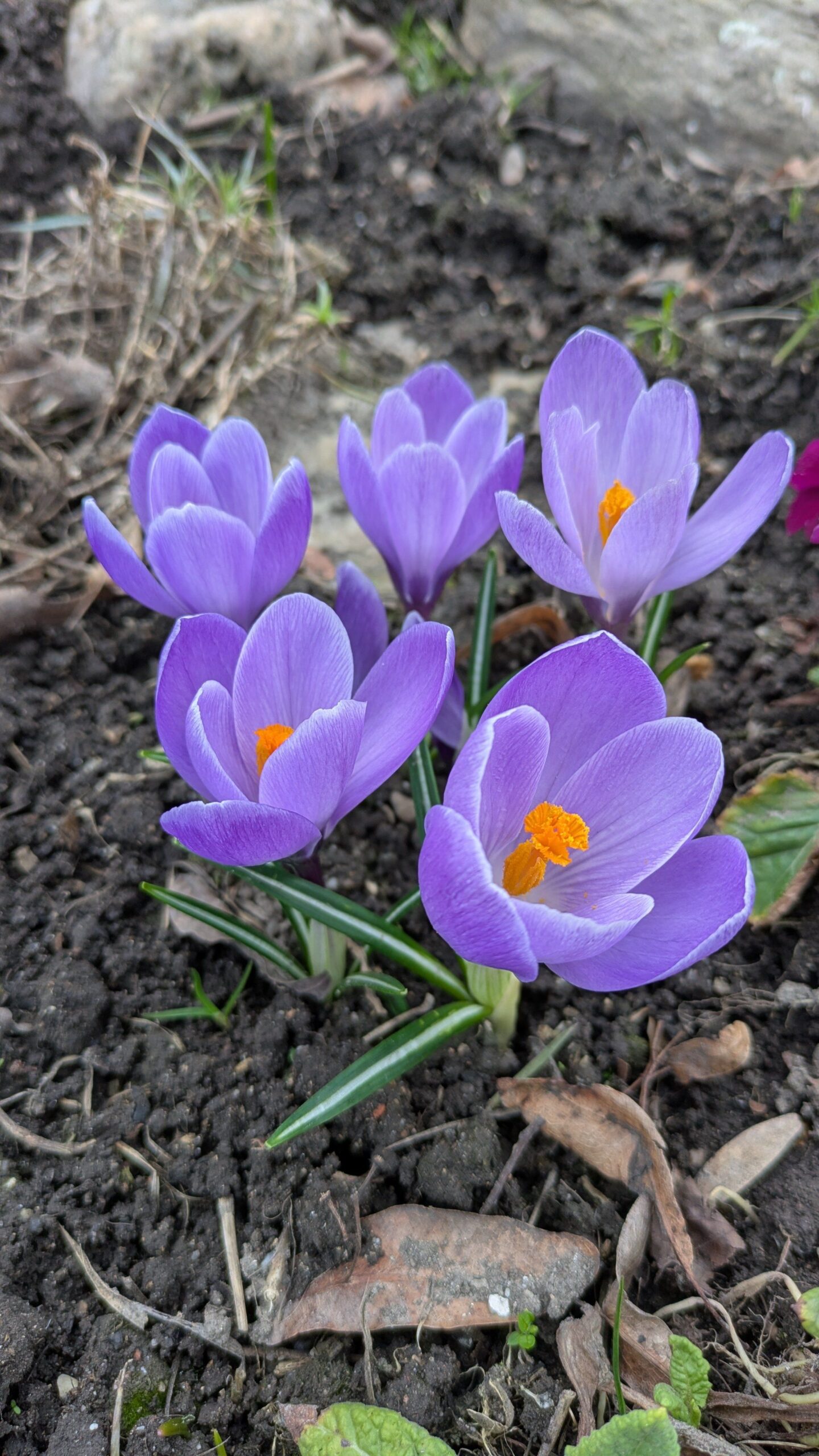 Krokus