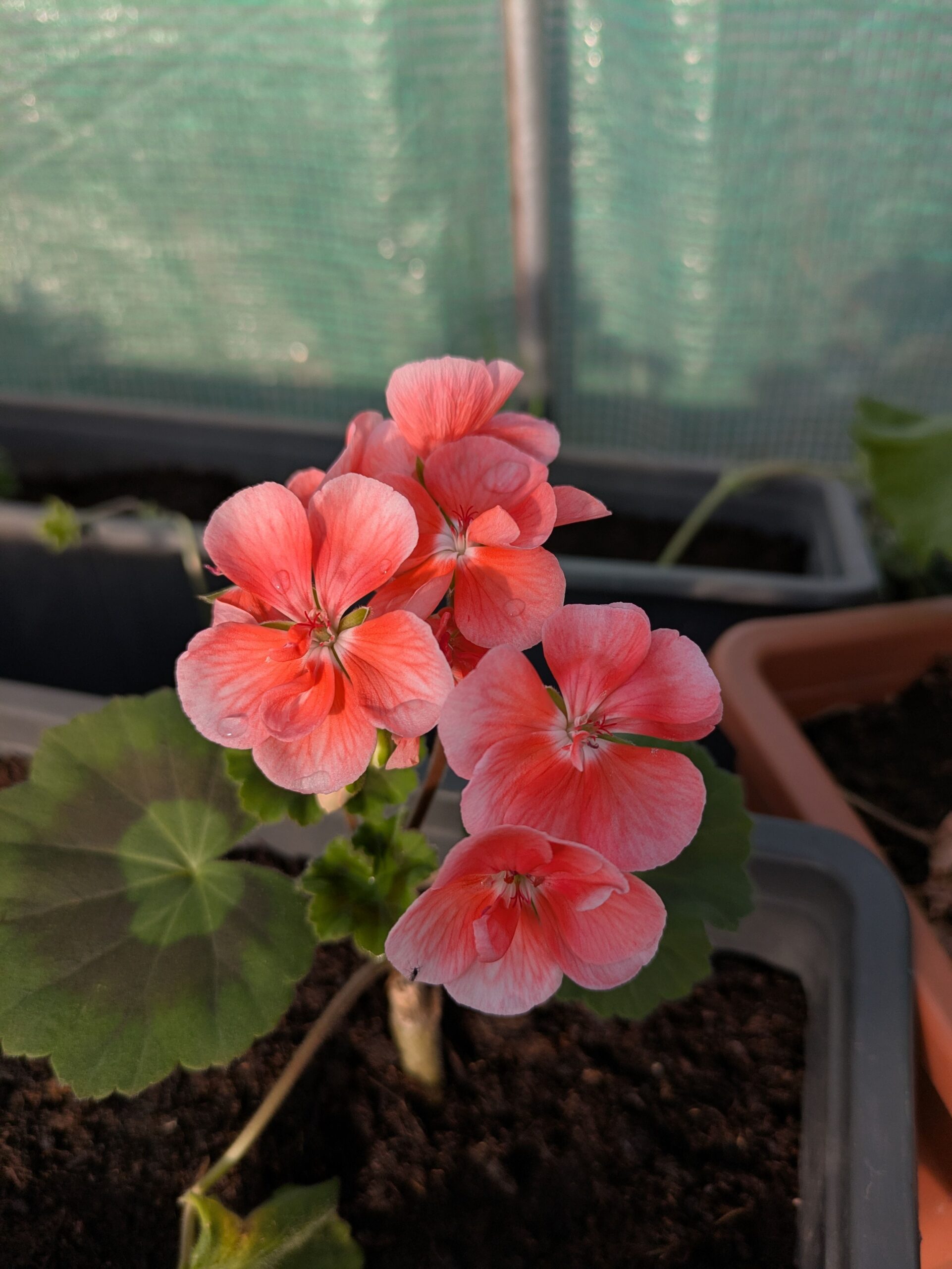 Pelargonie, Muškát