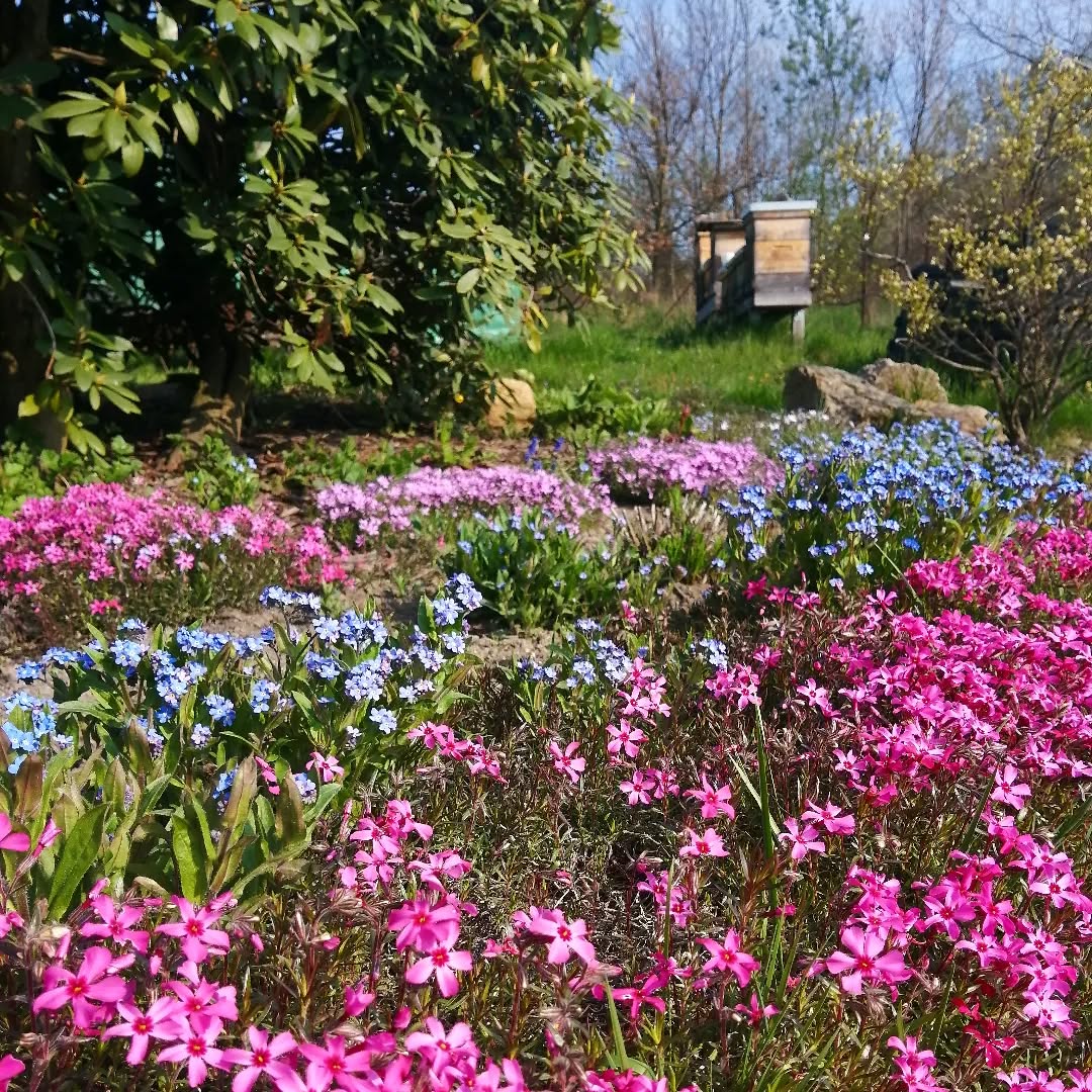 Plamenka šídlovitá (phlox nízký)