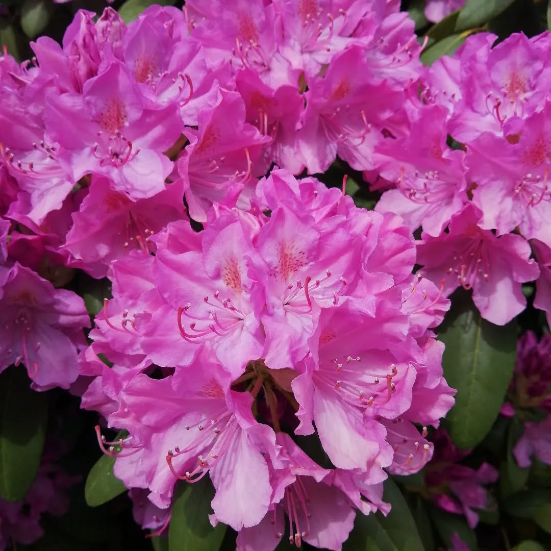 Rododendron