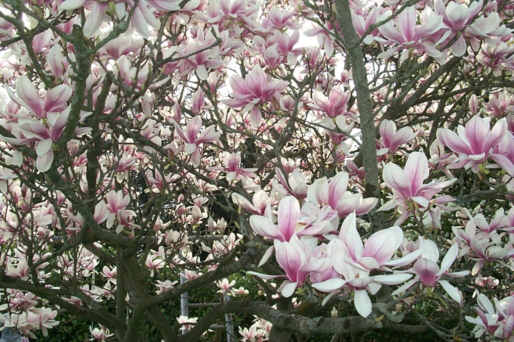 Magnolie