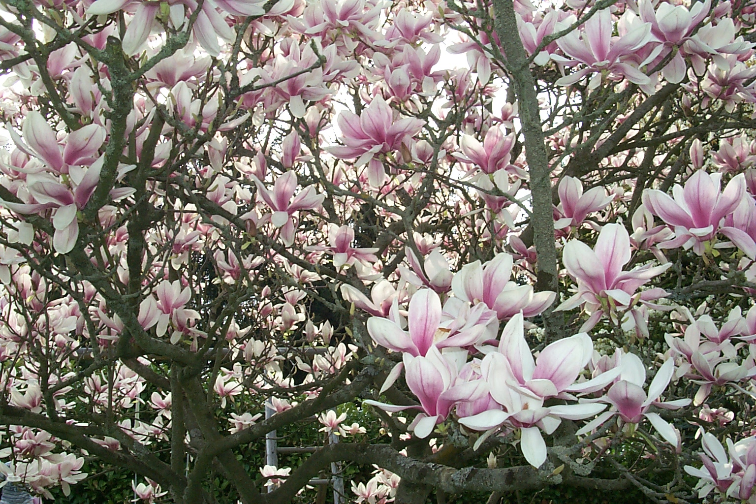 Magnolie