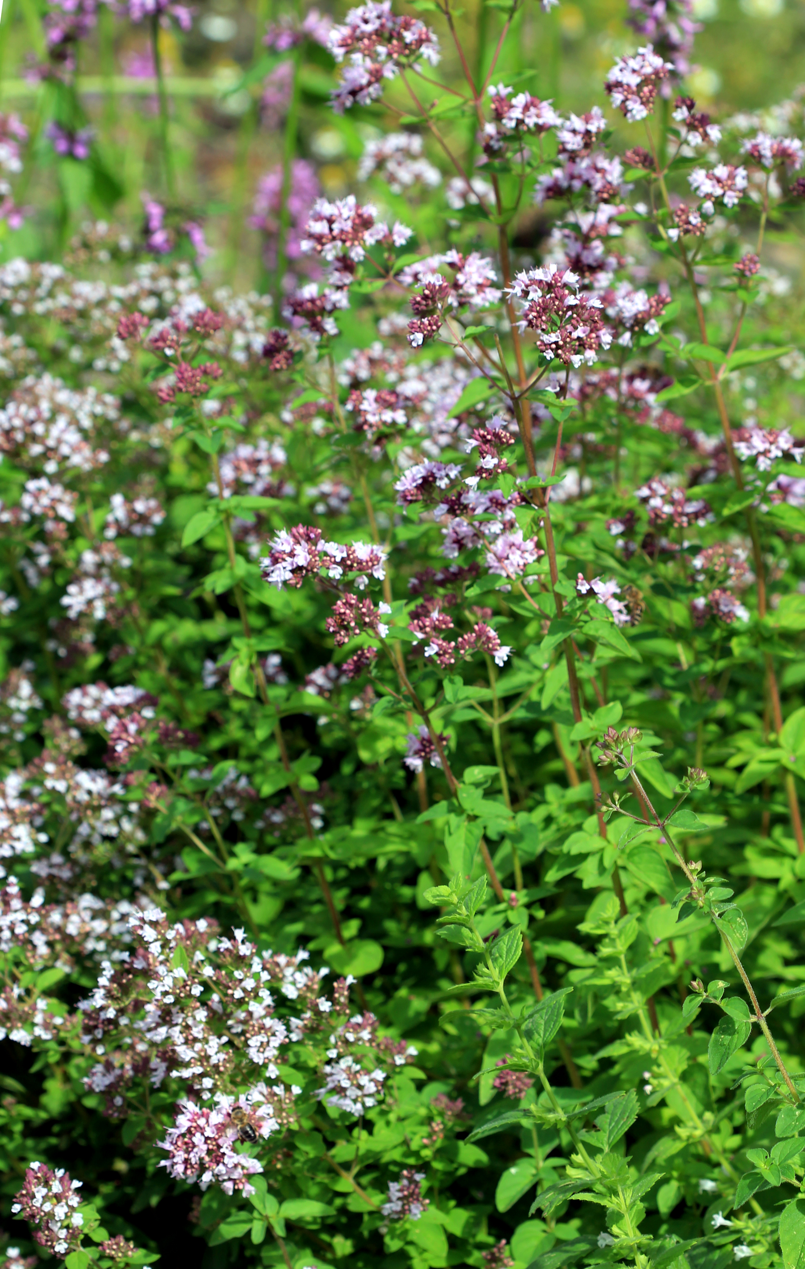 Oregano