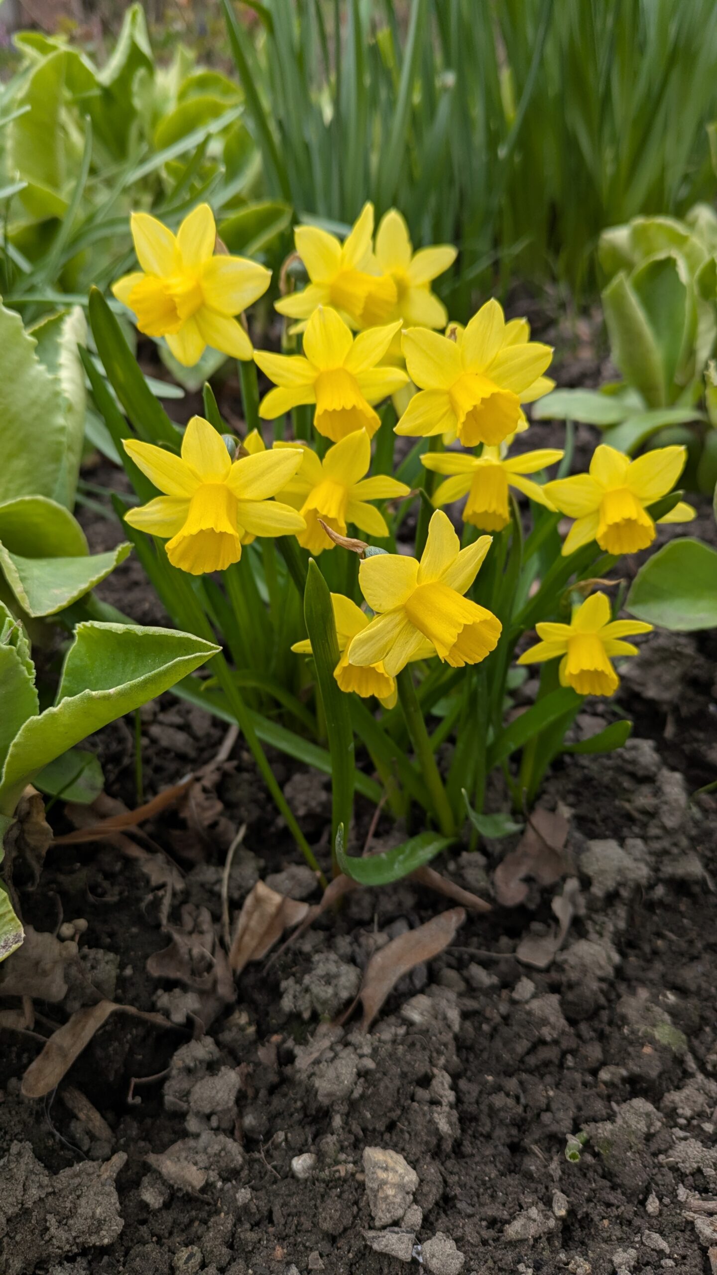 Narcis