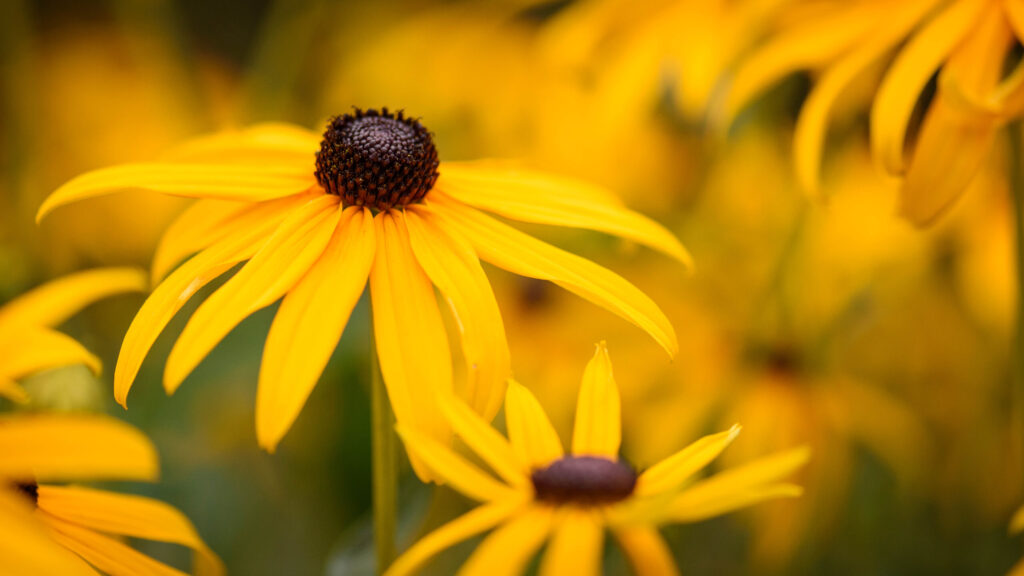 Rudbekie