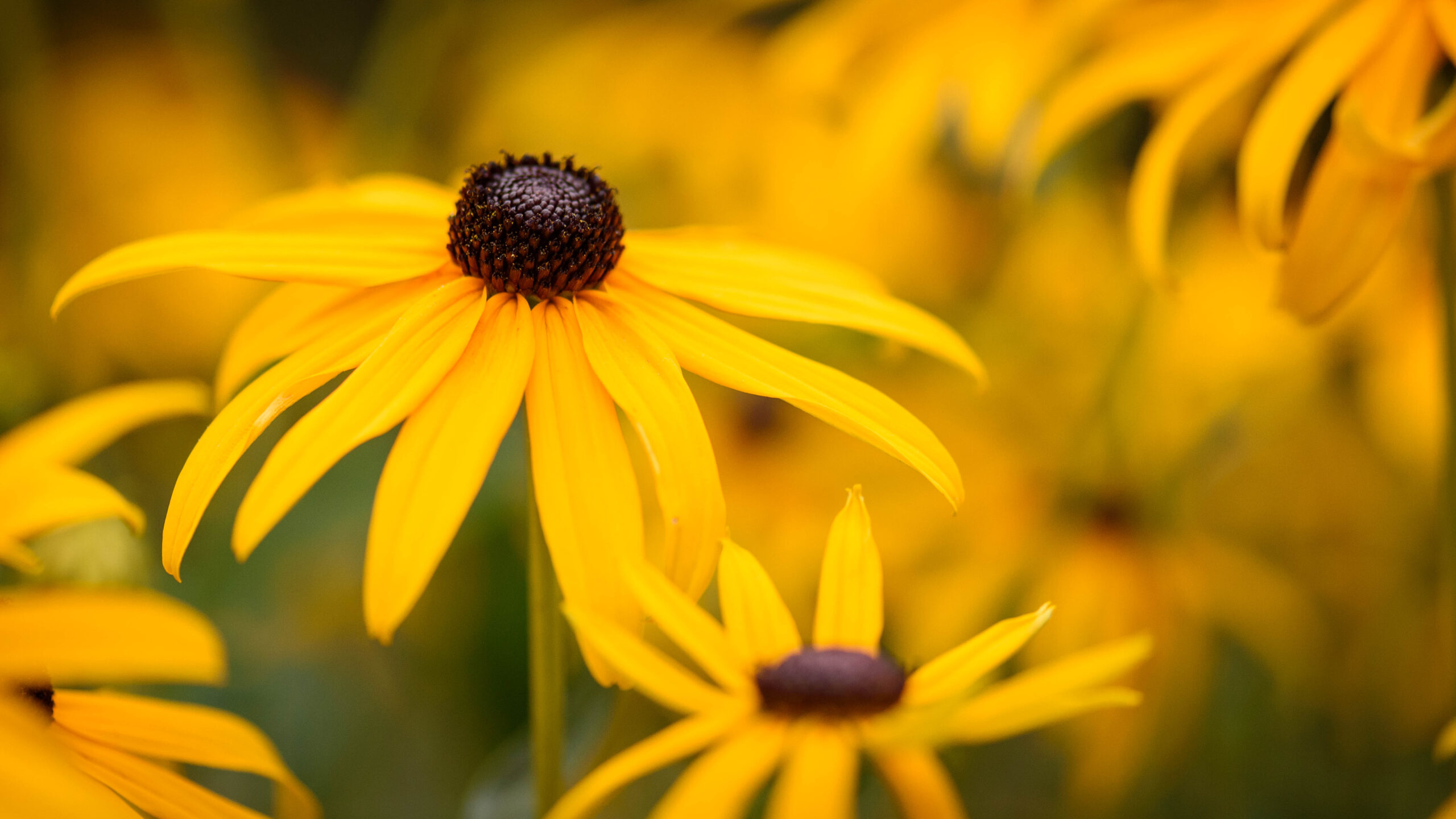 Rudbekie
