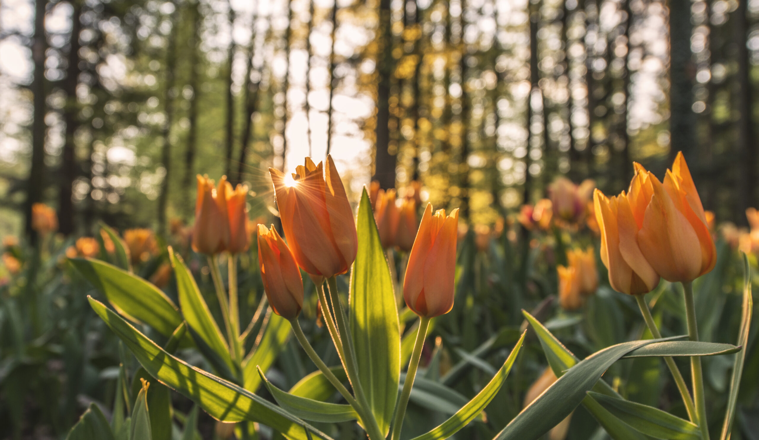Tulipán