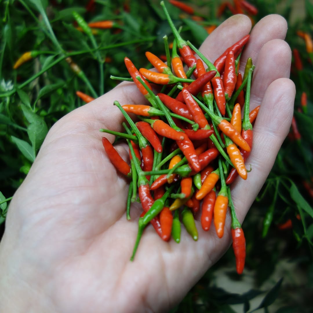 Divoká chilli