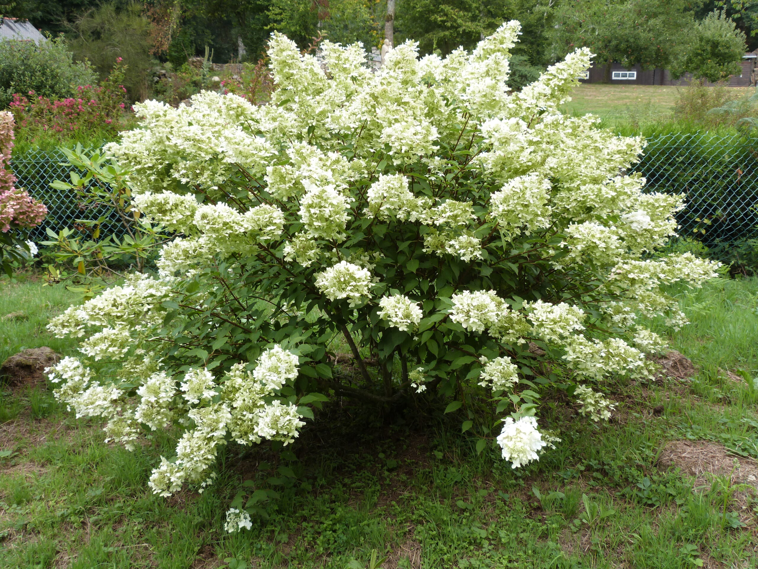 Hortenzie latnatá