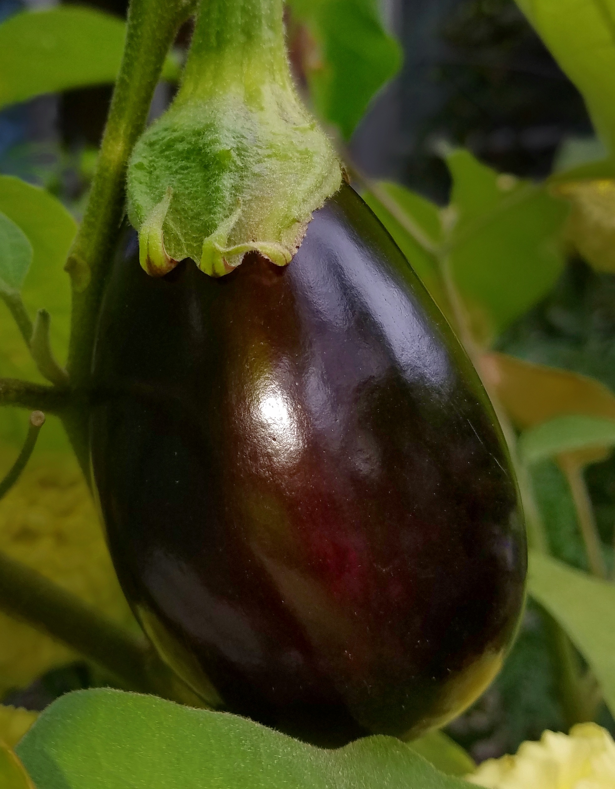 Lilek