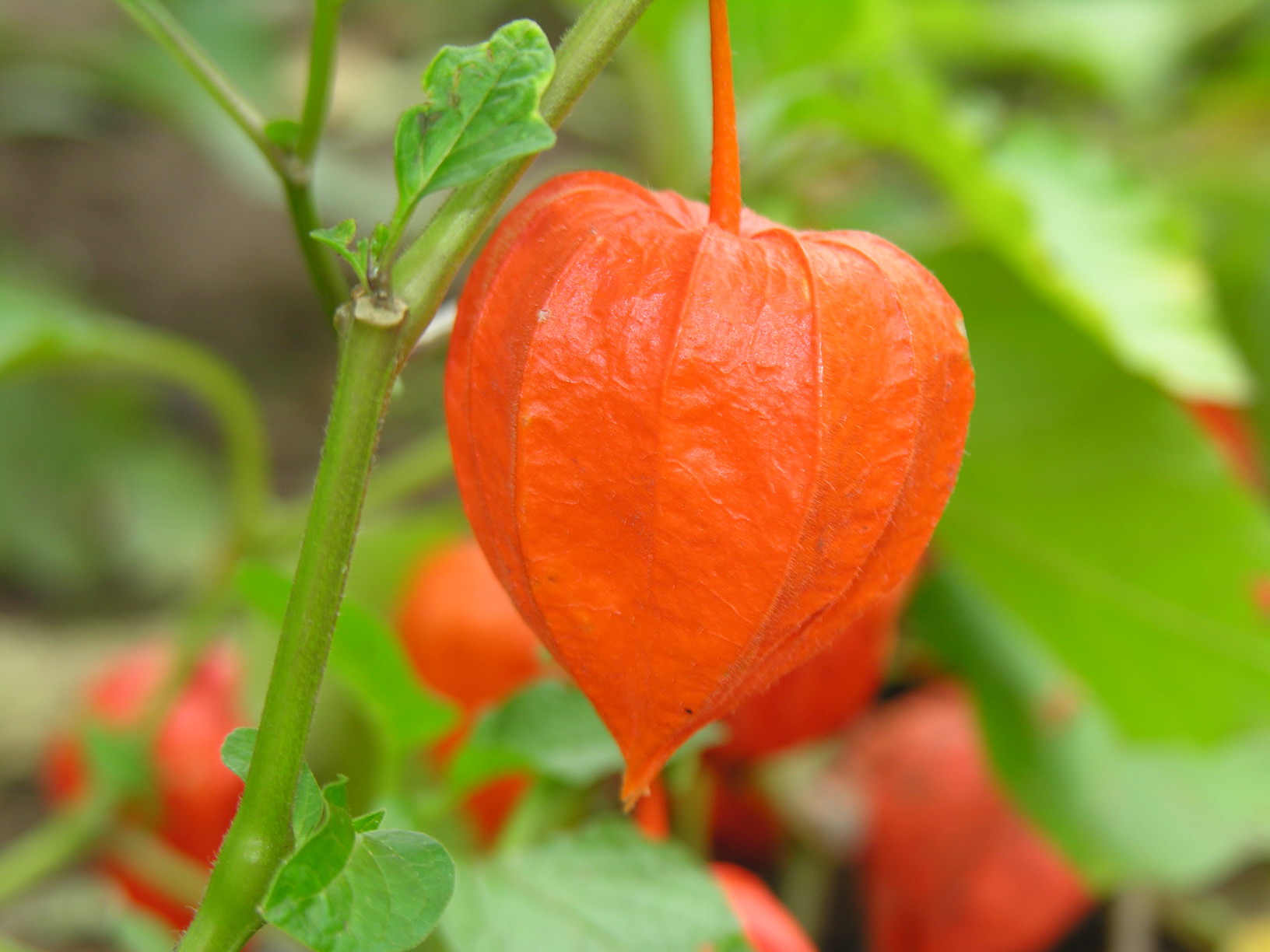 Mochyně peruánská (Goldenberries)