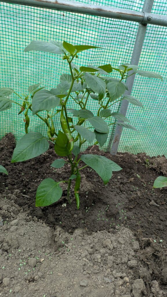 Paprika a chilli