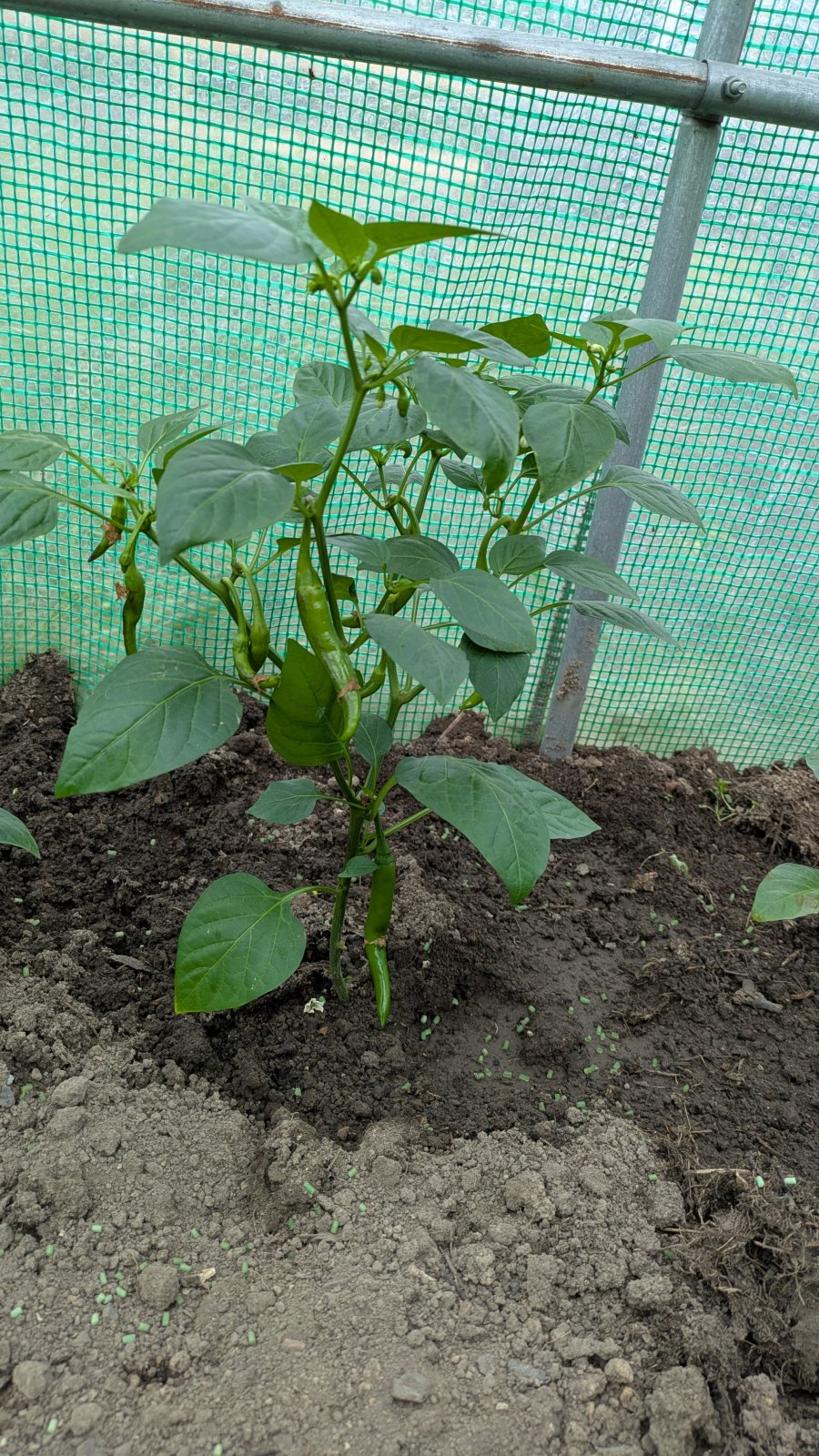 Paprika a chilli
