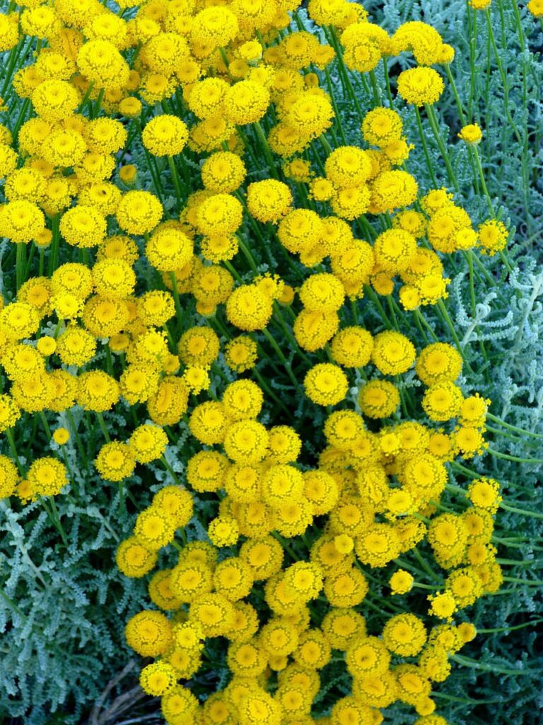 Svatolína cypřiškovitá