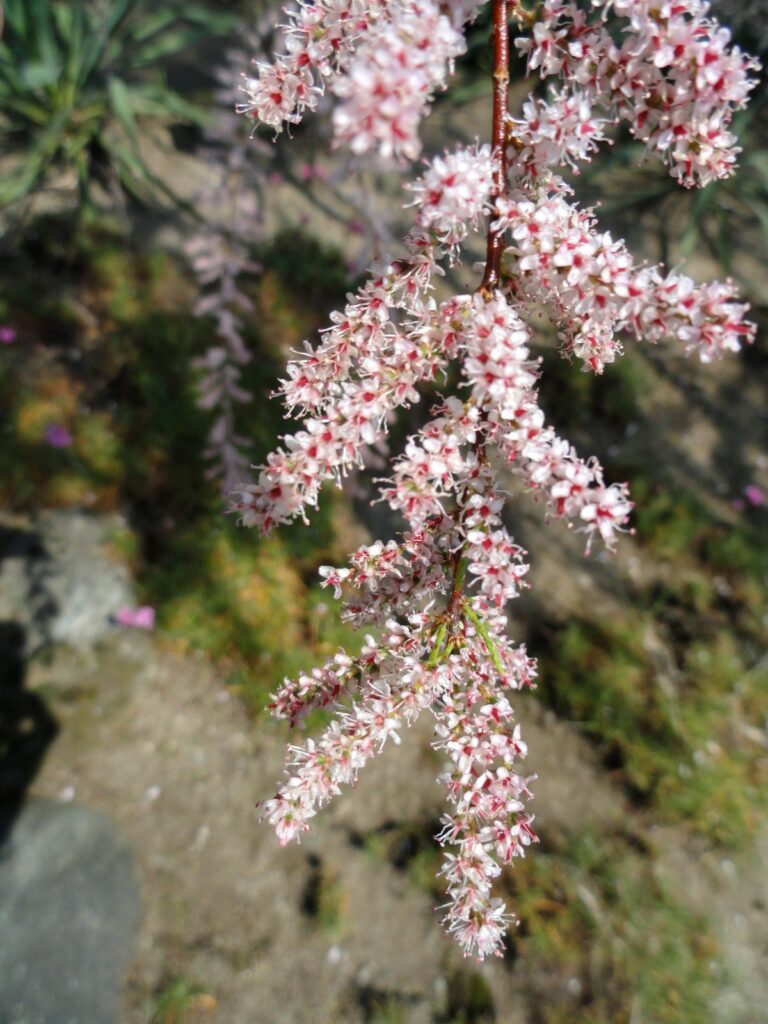 Tamaryšek
