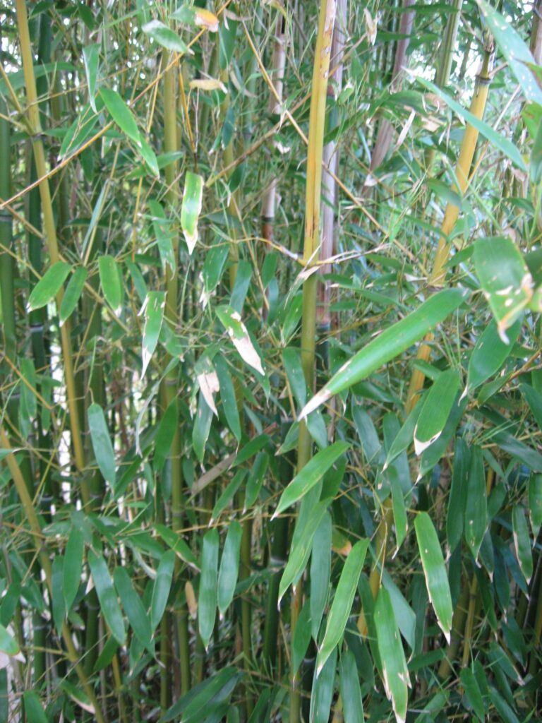 Listoklasec zlatopruhý