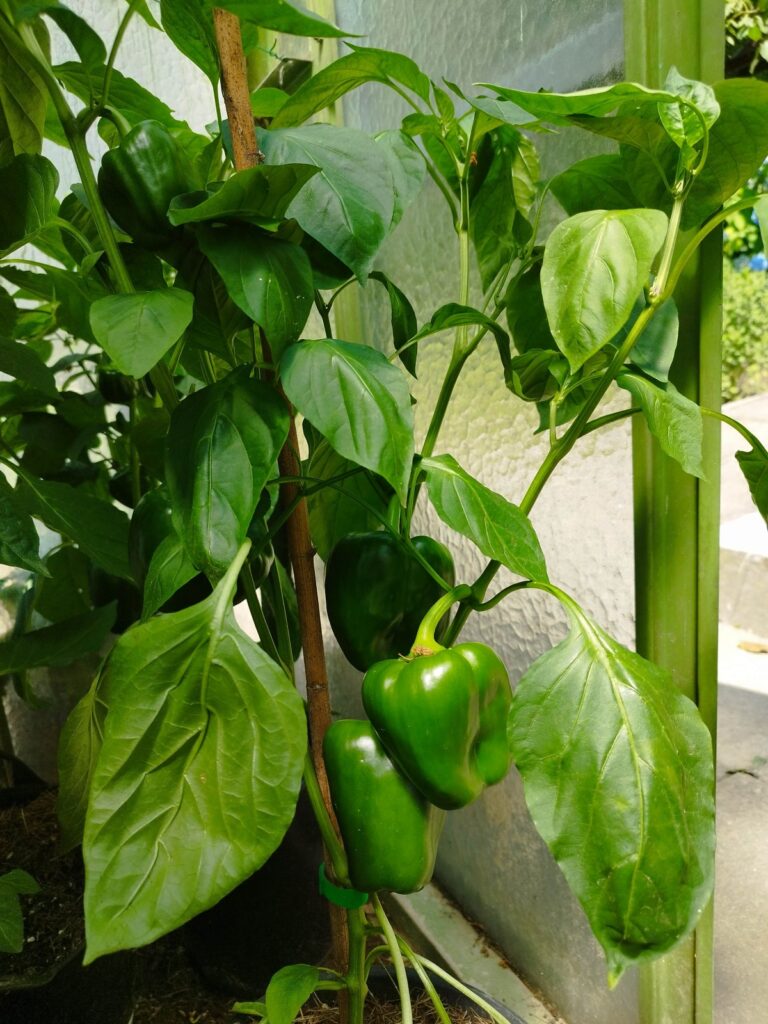 Paprika a chilli - California Wonder