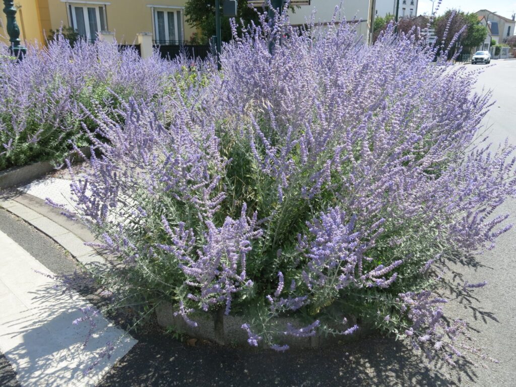 Perovskie lebedolistá