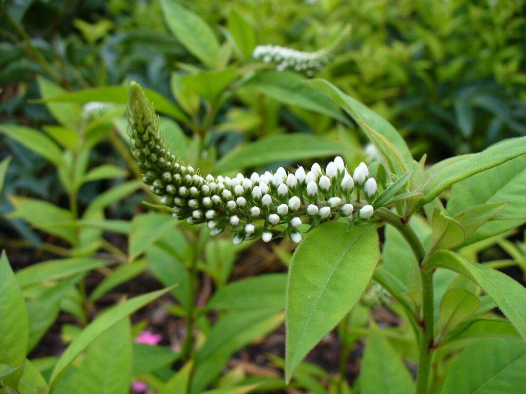Vrbina sehnutá